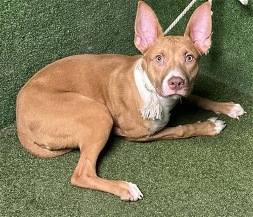 SHIDA - American Pit Bull Terrier available for adoption