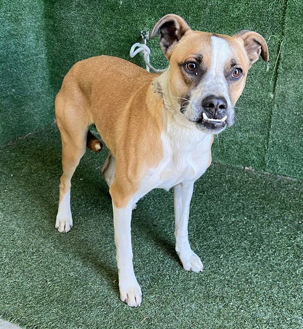 GINGER - Boxer available for adoption