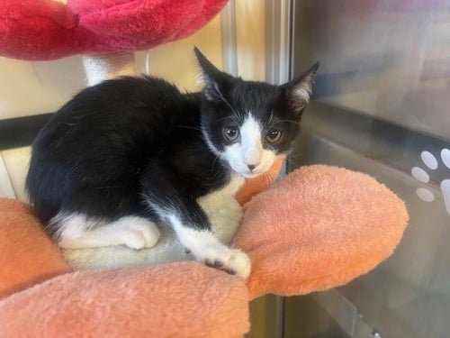 A5807663 - Domestic Short Hair available for adoption