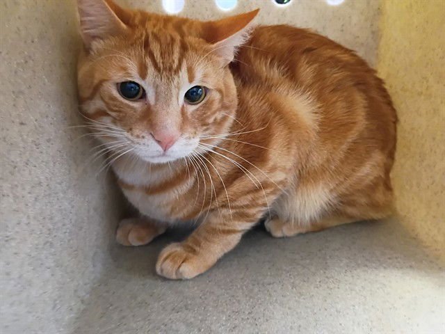 SIMBA - Domestic Short Hair available for adoption