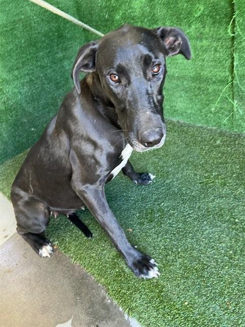 KANGA - Great Dane available for adoption