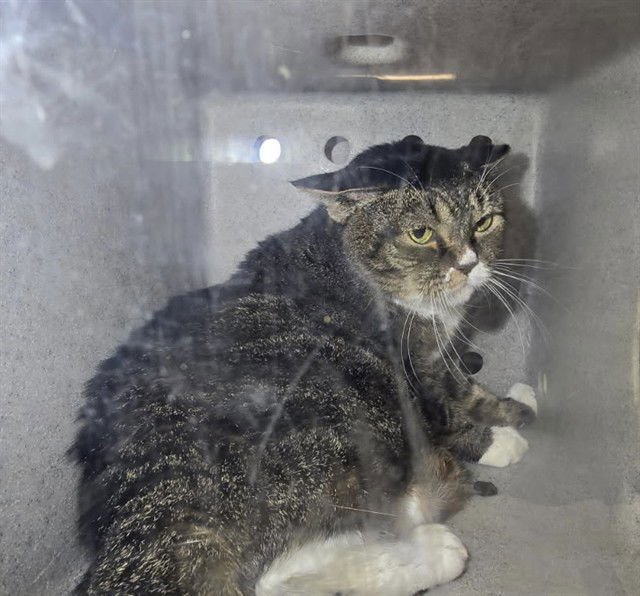 GARFELINIA - Domestic Short Hair available for adoption