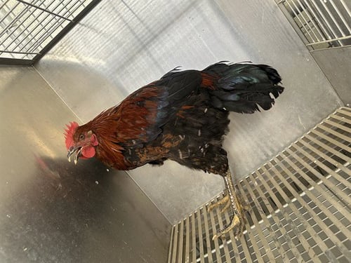 IVAR - Rhode Island available for adoption
