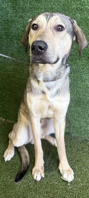 APOLLO - German Shepherd Dog available for adoption