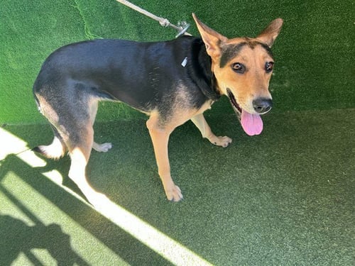 ANNIE - German Shepherd Dog available for adoption