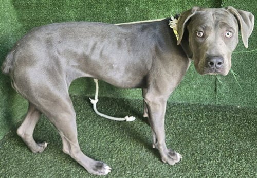 SILVERMIST - Cane Corso Mastiff / Pit Bull Terrier available for adoption