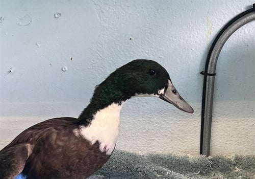 A5804933 - Duck available for adoption