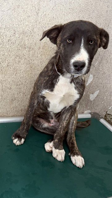 ALBERTO - Pit Bull Terrier available for adoption