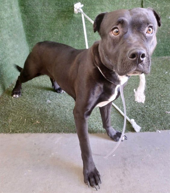 NELLA - Pit Bull Terrier available for adoption