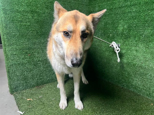 KODA - German Shepherd Dog available for adoption