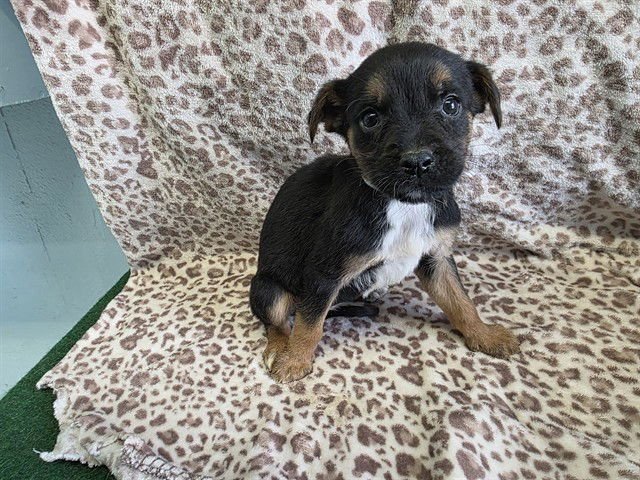 BUBBIE - German Shepherd Dog available for adoption