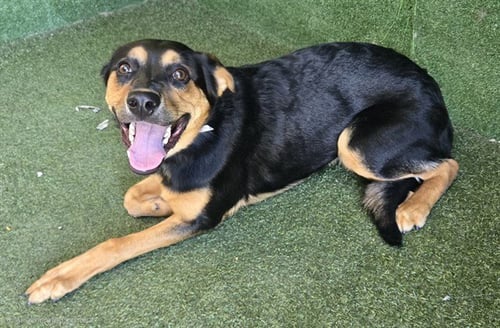 CHARLIE - Rottweiler available for adoption