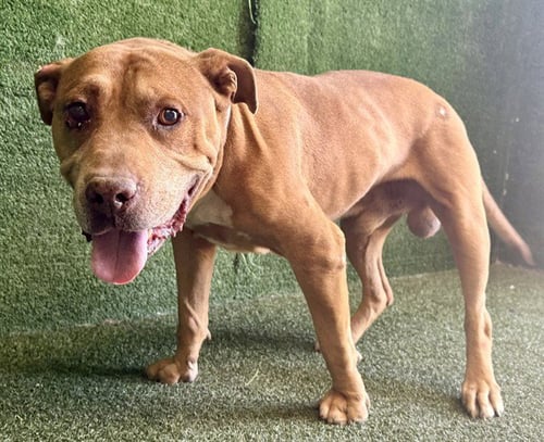 STU - Pit Bull Terrier available for adoption