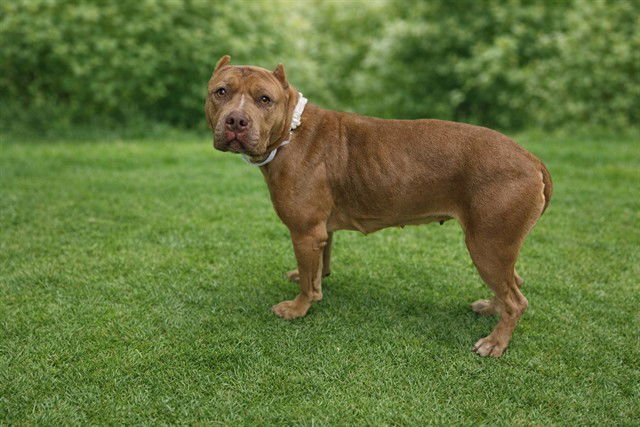 A5753603 - Pit Bull Terrier available for adoption