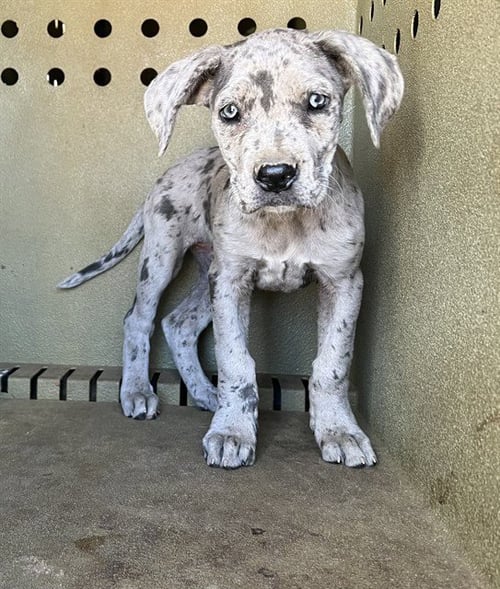 A5804152 - Cane Corso Mastiff available for adoption