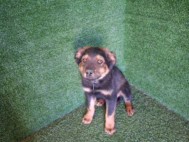 A5754468 - Australian Shepherd / Rottweiler available for adoption