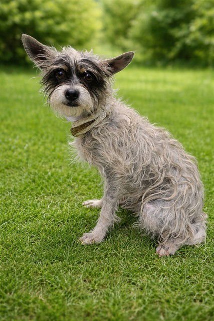 TINY TINA - Terrier available for adoption
