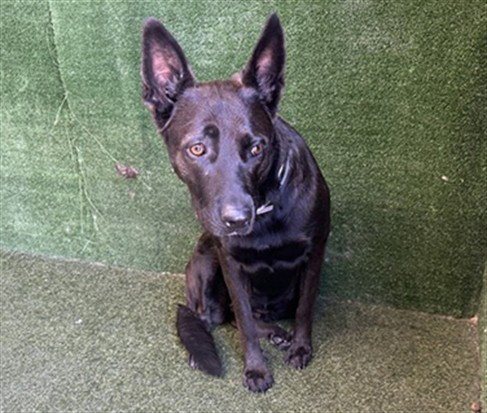 BECCA - German Shepherd Dog available for adoption