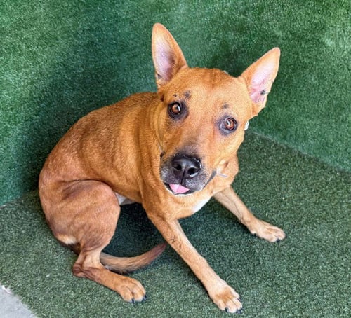 HARLEY - German Shepherd Dog available for adoption