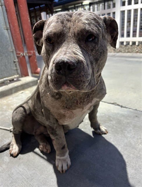 LEAH - Staffordshire Bull Terrier available for adoption