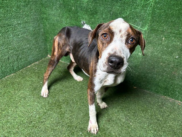 COUNTRY - Pit Bull Terrier available for adoption