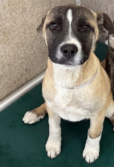 WOODY - Pit Bull Terrier available for adoption