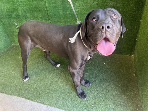 BRITNEY - Cane Corso Mastiff available for adoption