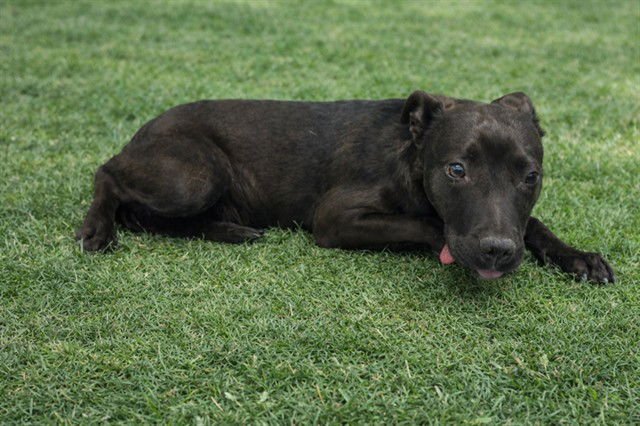 GLORIA - German Shepherd Dog available for adoption