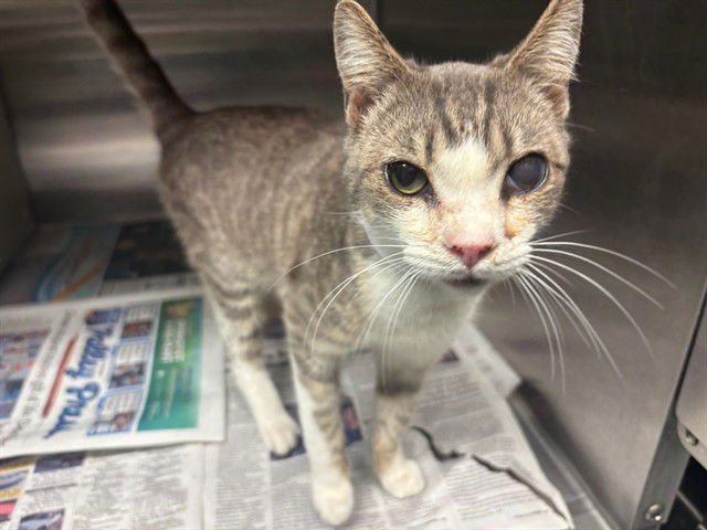 CADEN - Domestic Short Hair available for adoption