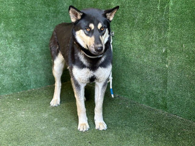 POINTY - Siberian Husky available for adoption