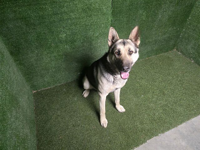 CILANTRO - German Shepherd Dog available for adoption