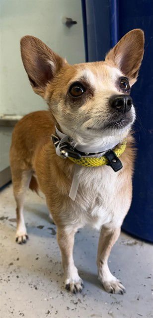 JOHN - Chihuahua available for adoption