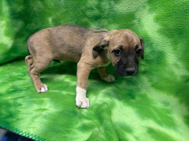 LOUISE - Pit Bull Terrier available for adoption