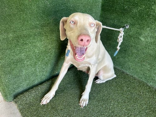 BETTY - Doberman Pinscher available for adoption