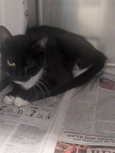 MAMAY - Domestic Short Hair available for adoption