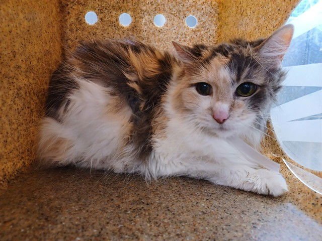 MANDY - Domestic Long Hair available for adoption