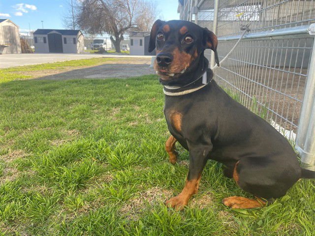 GRIMLIN - Doberman Pinscher available for adoption
