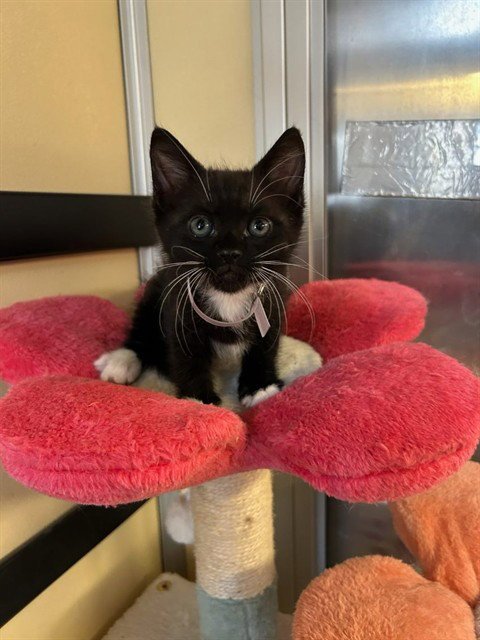 A5808392 - Domestic Short Hair available for adoption