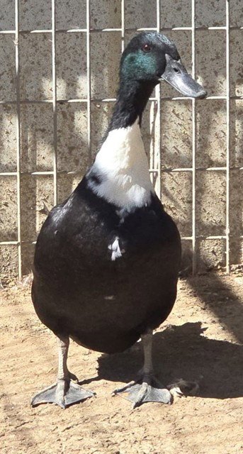 QUACKIE CHAN - Duck available for adoption
