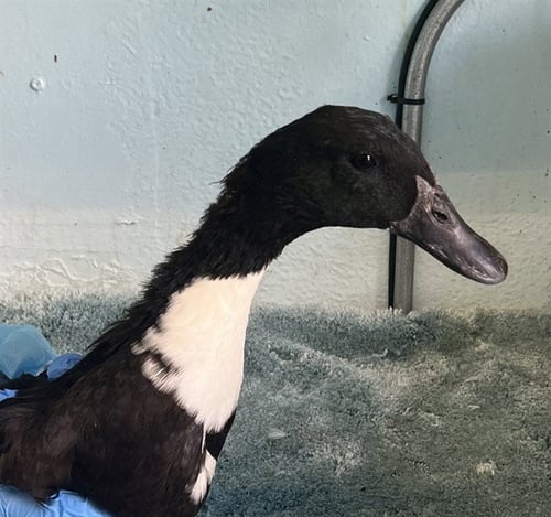 A5804935 - Duck available for adoption