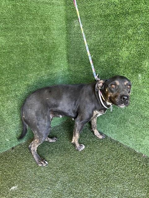 CARLENE - Pit Bull Terrier available for adoption