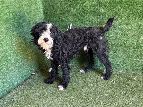 A5807837 - Poodle (Standard) available for adoption