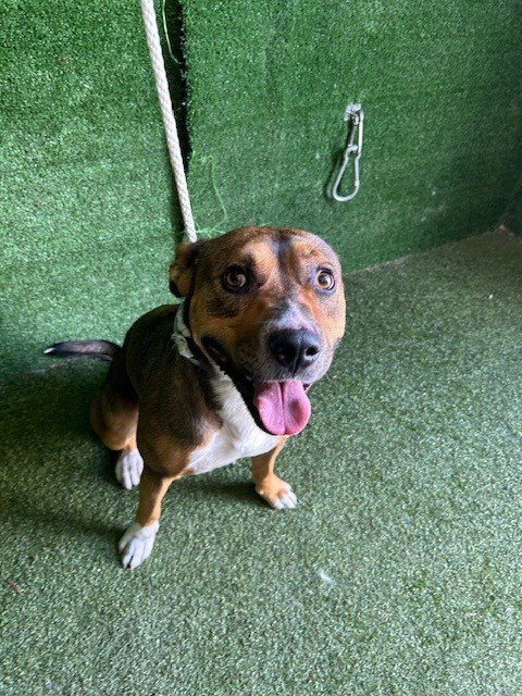 A5805462 - Staffordshire Bull Terrier available for adoption