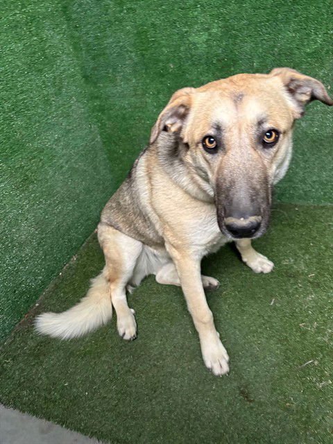 JENSEN - German Shepherd Dog available for adoption