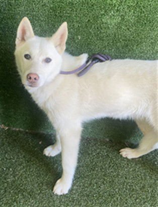 ARLO - Siberian Husky available for adoption