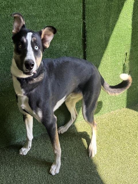 SPIKE - Siberian Husky / Australian Shepherd available for adoption