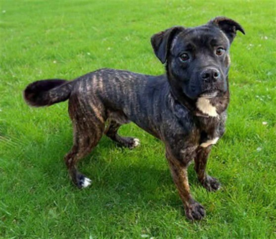 AMON - Pit Bull Terrier available for adoption