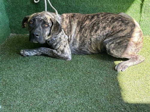 DIVA - Pit Bull Terrier / Mastiff available for adoption