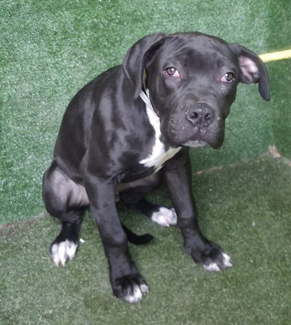 FELIX - Pit Bull Terrier available for adoption