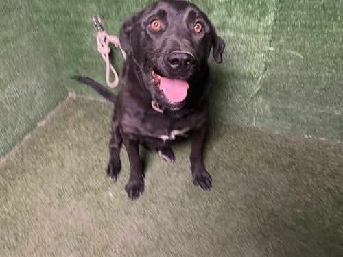 A5803535 - Labrador Retriever available for adoption
